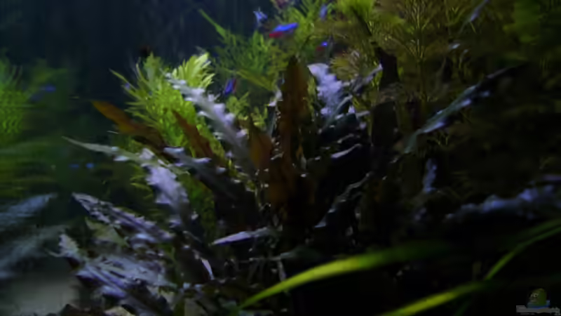  Sonnenuntergang im Becken von Nico (21)