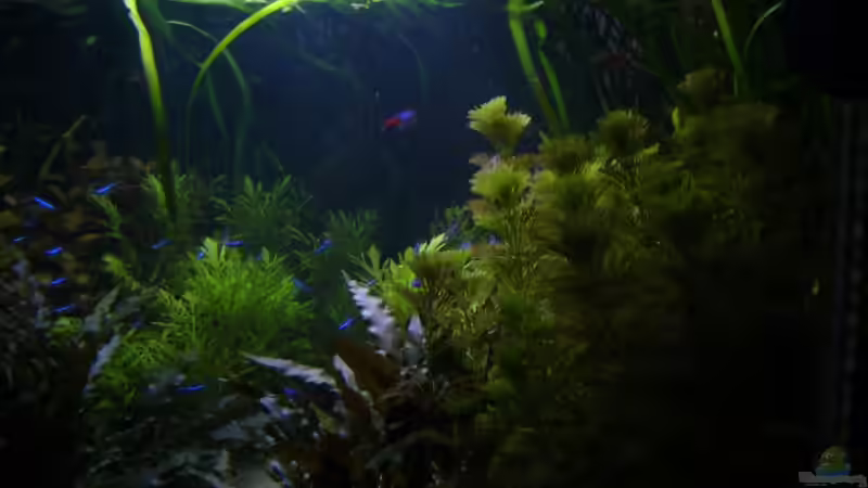  Sonnenuntergang im Becken von Nico (22)