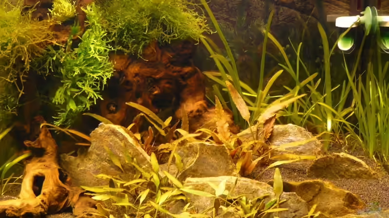  Steinterasse von A. G. (8)