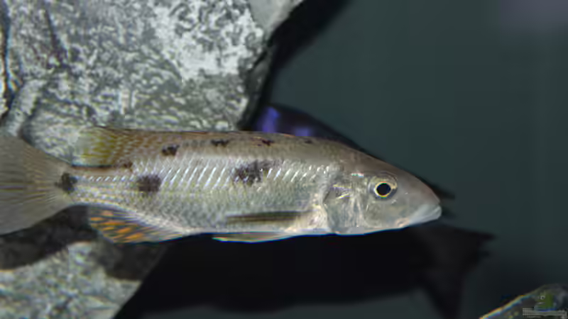 Einrichtungsbeispiele für Stigmatochromis pholidophorus