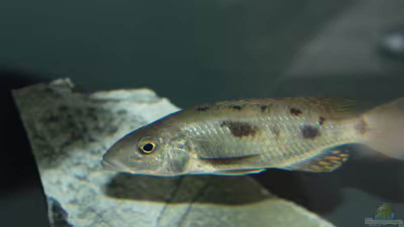 Einrichtungsbeispiele für Stigmatochromis pholidophorus