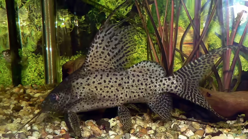  Synodontis - Allgemeines zu dieser Gattung