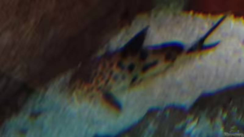  Synodontis multipunctatus von Alexander Mayer (30)