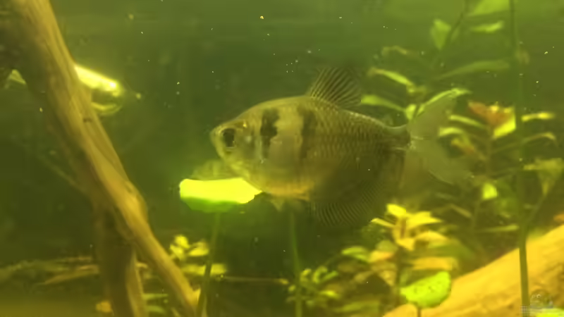  Trauermantelsalmler einer von den mittelgroßen  von Ragner (12)