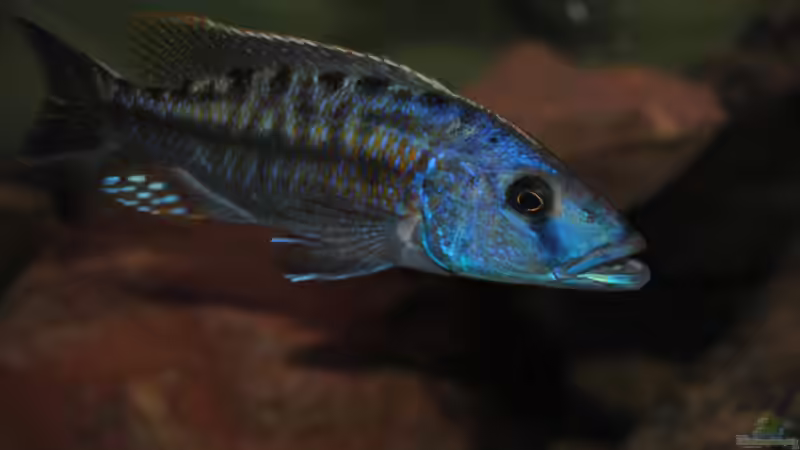 Einrichtungsbeispiele für die Haltung von Tyrannochromis nigriventer im Aquarium