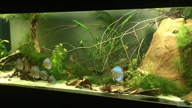  Uferbereich mit Flachwasserzone von Dicrossus (1)