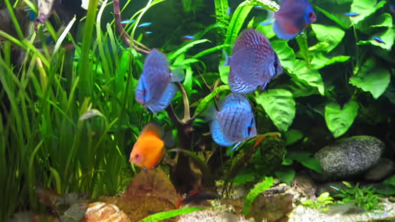  und Schnappschuss 2 von Korbi (52)