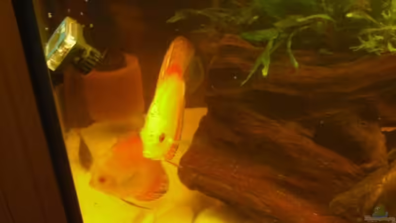  und Zweisamkeit. von nemo0109 (54)