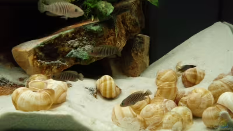  Unter anderem auch ein Neolamprologus  multifasciatus-Männchen, 23.05.08 (umgezogen!) von Patrick Bärenfaller (20)