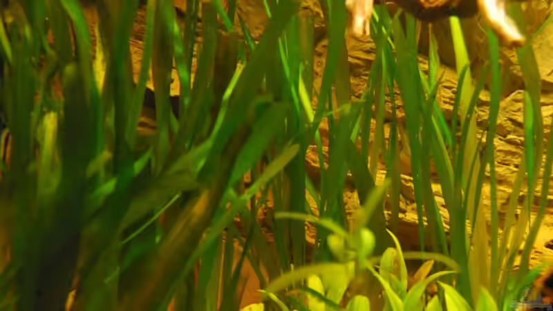  Valisneria gigantea  von matthiasm (12)