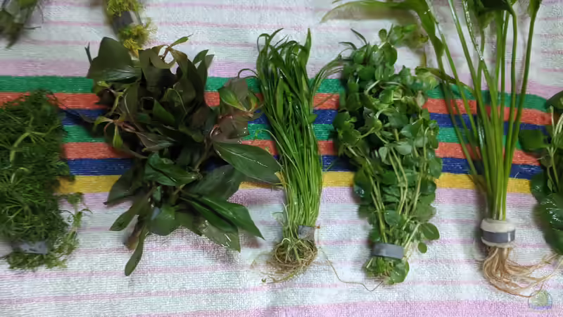  Vallisneria (?) - Kleines Fettblatt (?) von Ameisenalex (43)