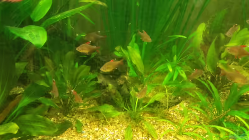  Vierzehn Schmucksalmer,( White Fin) von nawaro (13)