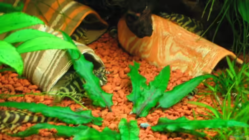  von 6 von Golly14 (6)