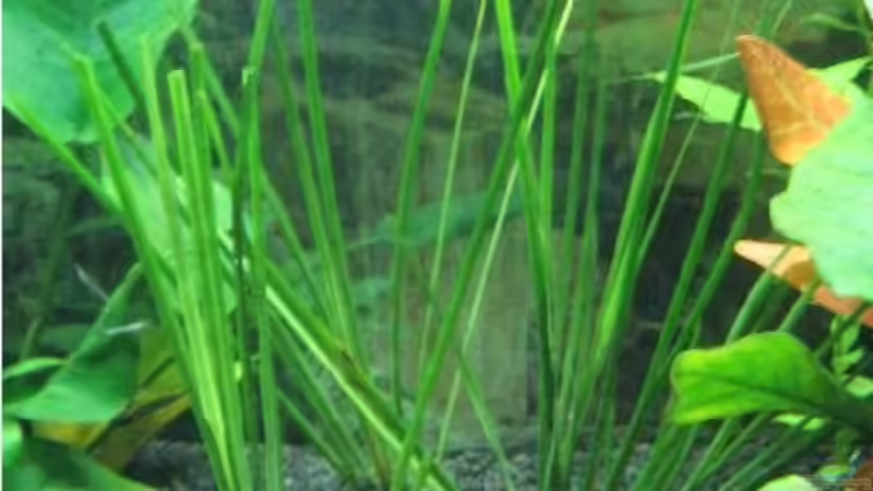 ??? von Andrea Wiegard (7)