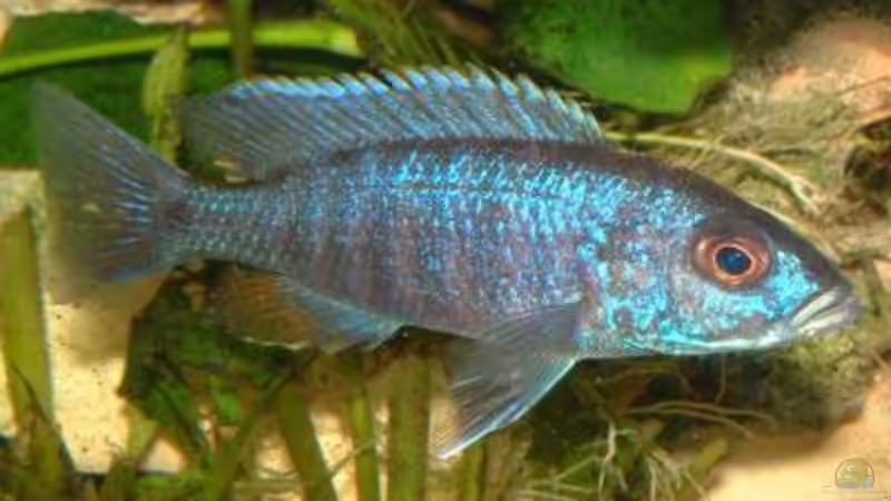 ??????????????????? von Bernd Galler (11)