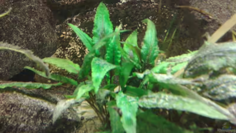 ??? von bertone262 (5)