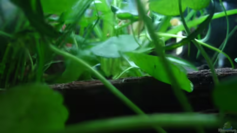 ? von Christian Friedrich (7)