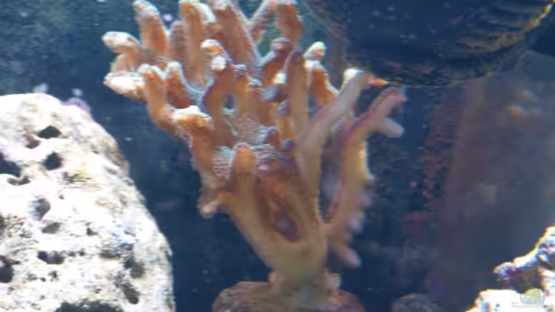 ??? von Christian Holtkamp (6)