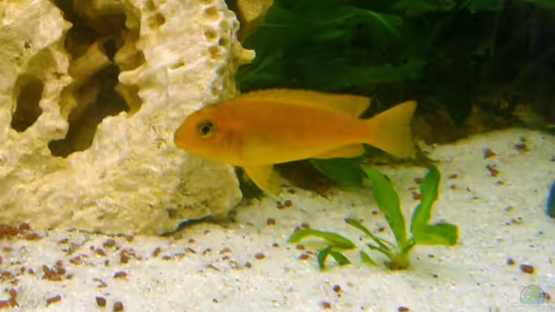 ??? von Dominik Meyer (8)