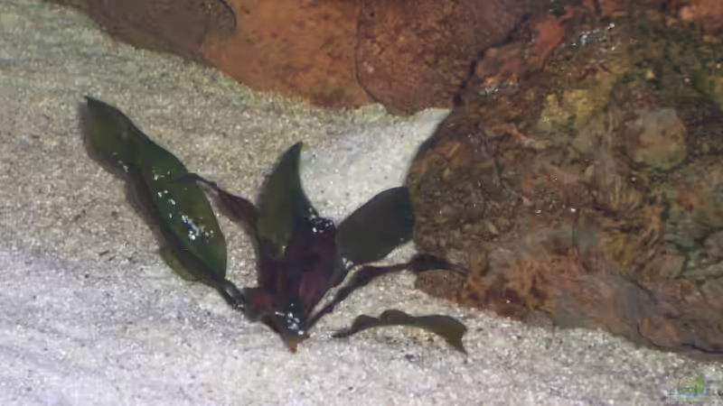 ??? von Mario S. (4)