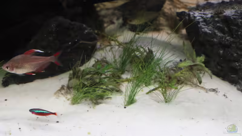 ? von maxheadroom (27)