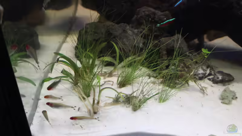 ? von maxheadroom (28)