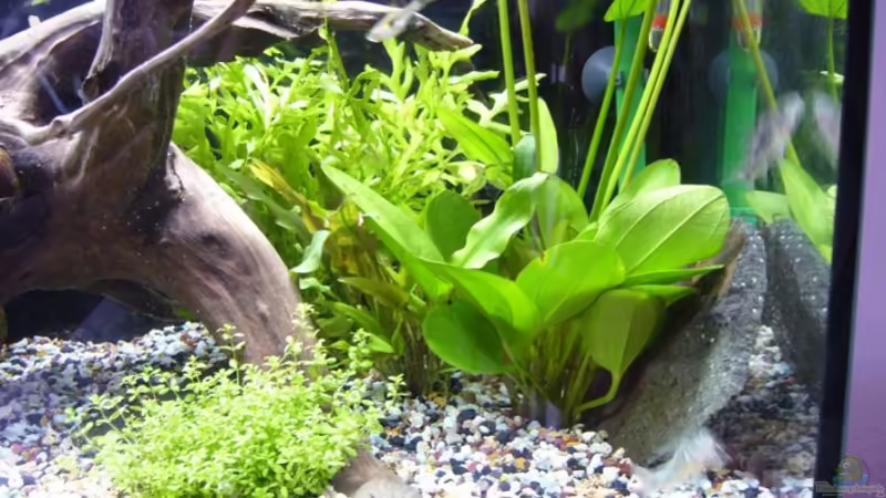 ? von Sunnyboy_72 (8)