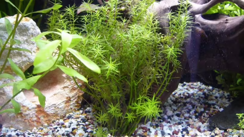 ? von Sunnyboy_72 (9)