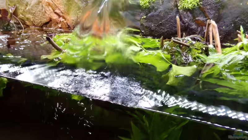  Wasser Marsch von Der Nicky (72)