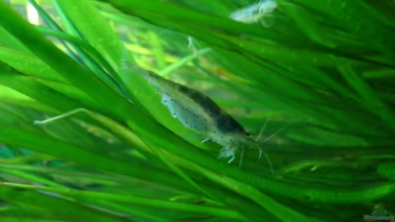  weibliche Amano Garnele von Nico (51)