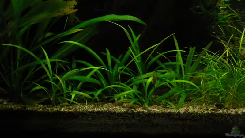 ? Weiß ich leider nicht ? von Zapfenmanderl (29)