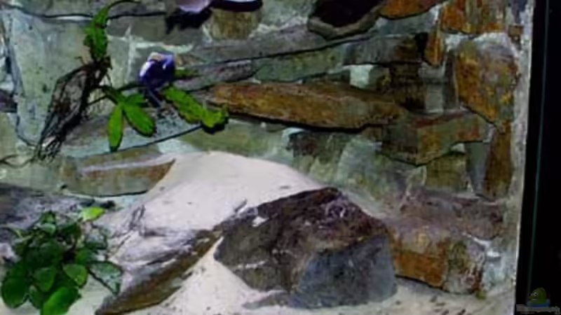 ????????? wer ist der obere von Bernd Galler (12)