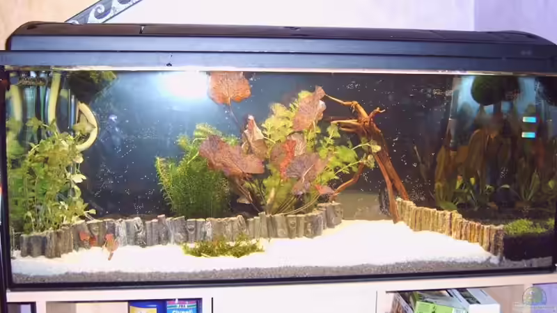  Wieder neu eingerichtet nach dem Umbau 10.11.08 von Fischfan (4)