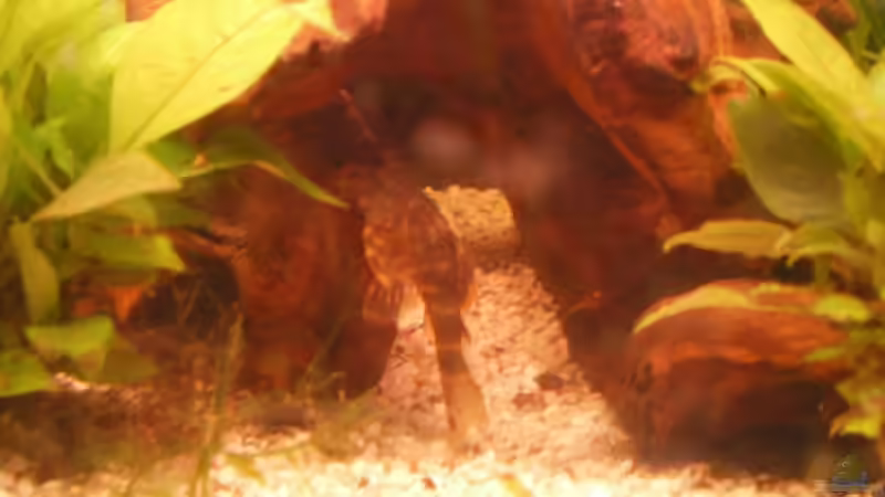 ??? wird nur 4cm groß glaube das war was mit ´m´ von Thomas Weißleder (23)