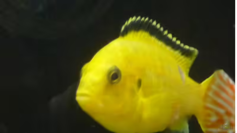  Yellow Männchen mit Bisswunden von malawimimi (7)