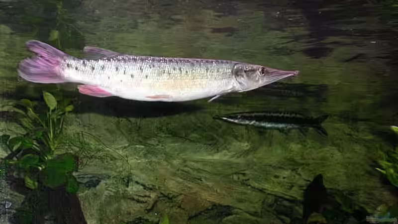 0,1 Boulengerella maculata von Jürgen Herb (7)