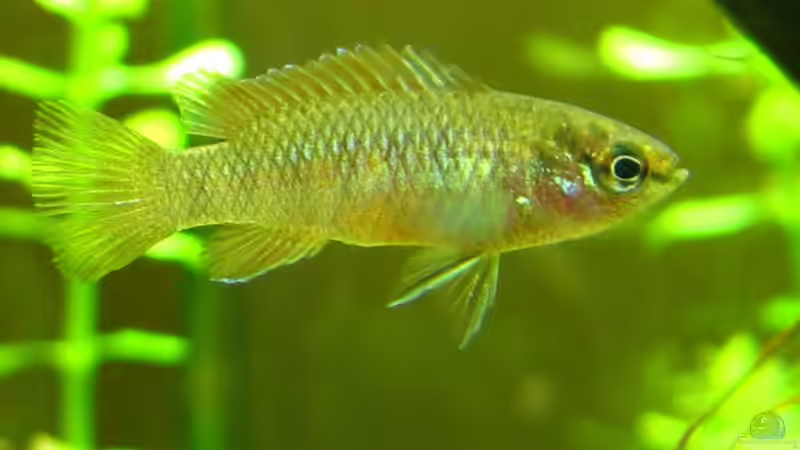 0.1 Dario dario von Nanu (26)