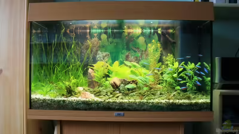 001 von Johann Peschke (1)