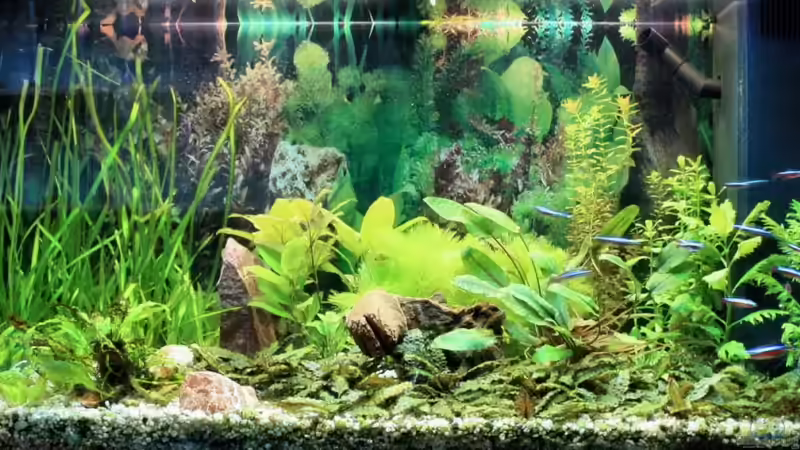 002 von Johann Peschke (2)