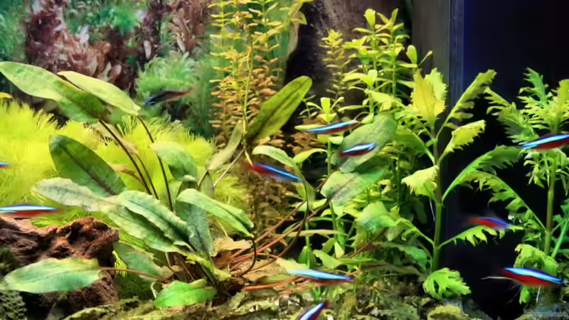 005 von Johann Peschke (3)