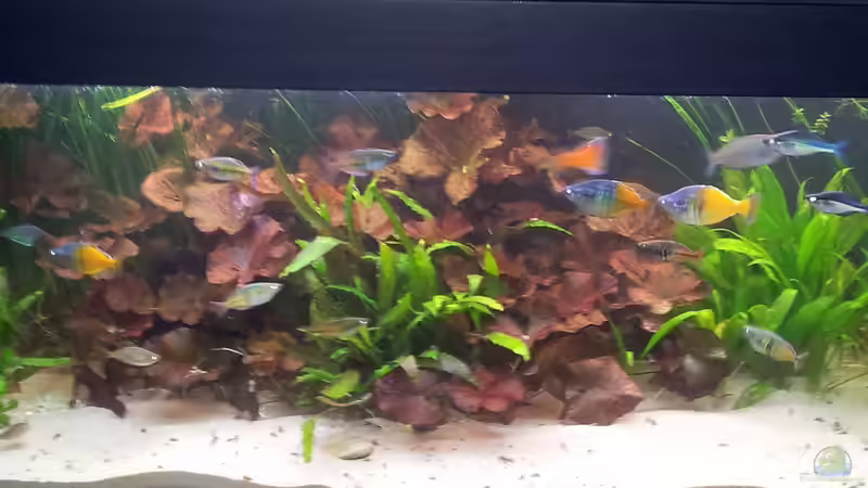 01. Juni 2015 von Peter Walenciak (17)