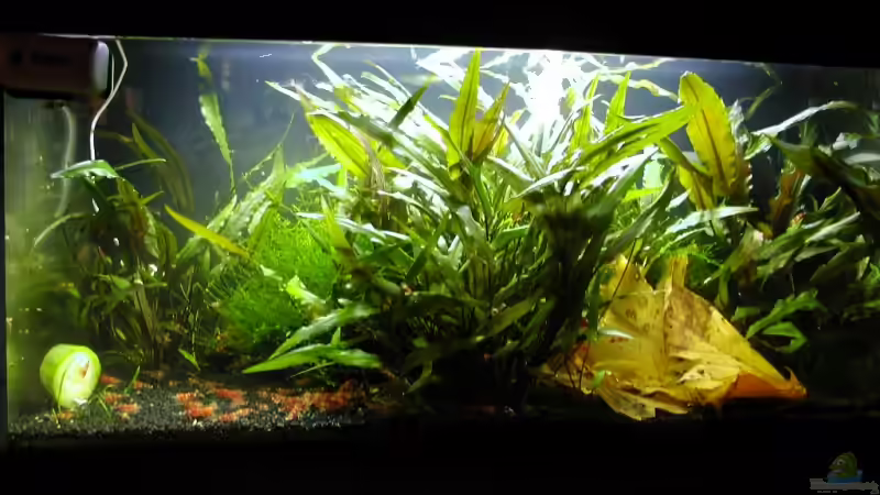 01.01.09 von Matthias (6)