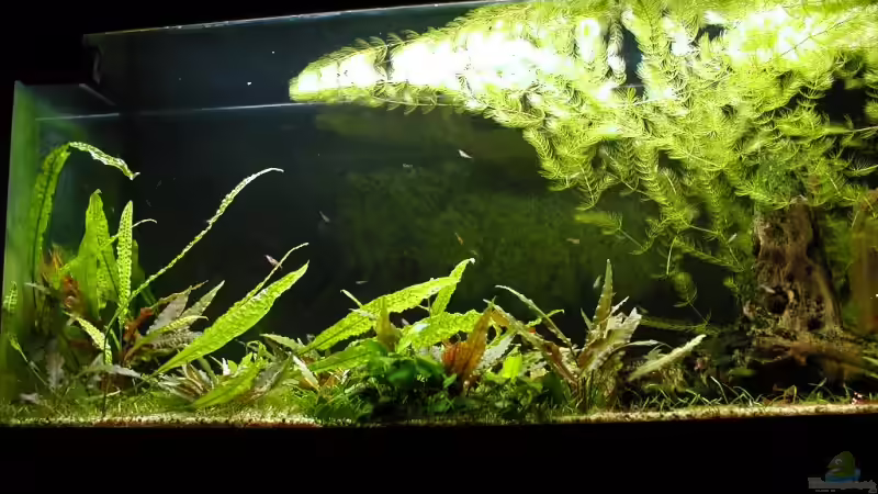 01.01.09 von Matthias (7)