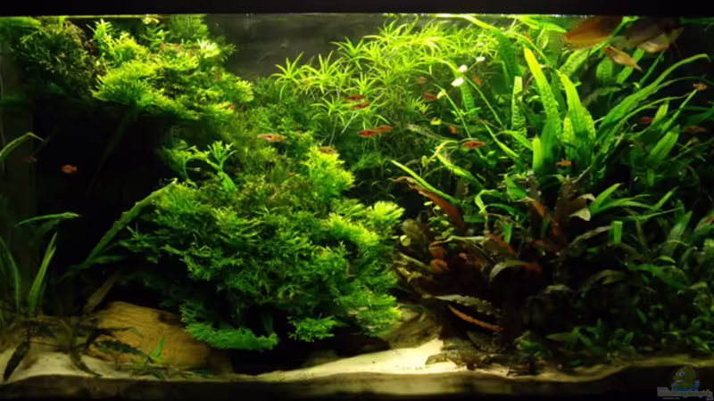 01.01.2010 von Oliver Bartels (1)