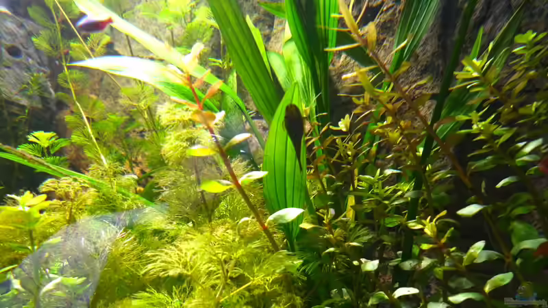 01.01.2013 von Michel (36)