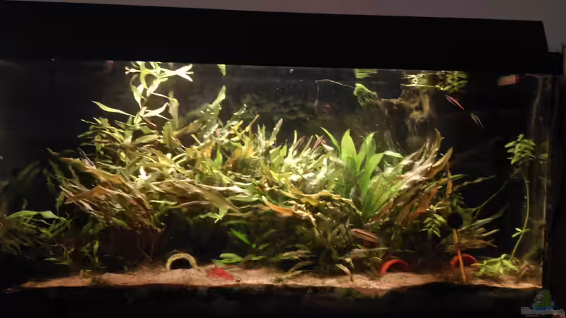 01.01.2016 - Aquarium Hauptansicht von Apistogramma - Pflanzenbecken von Ben Mücke (1)