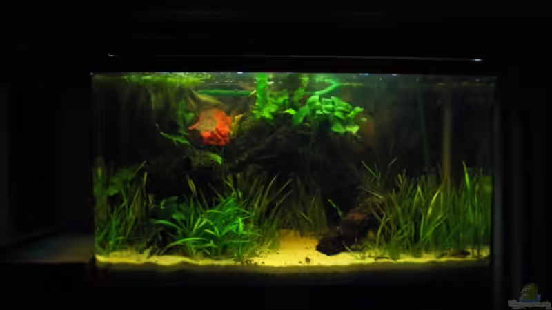 01.02.08 - Ohne Koskusnusshälften von Sebastian W. (4)