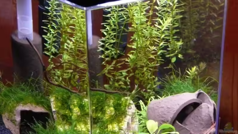 01.02.2009 von Bunter Fisch (6)