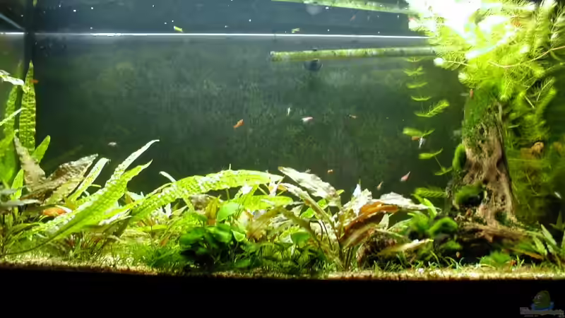 01.02.2009 von Matthias (8)