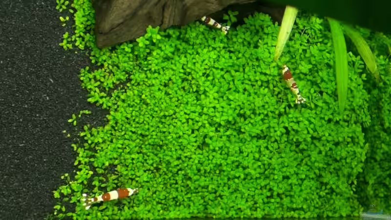 01.02.2011 von Maik A. (20)